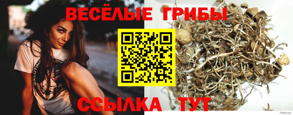 Электросталь  Галлюциногенные грибы Psilocybe  где продают наркотики  Вход с VPN 